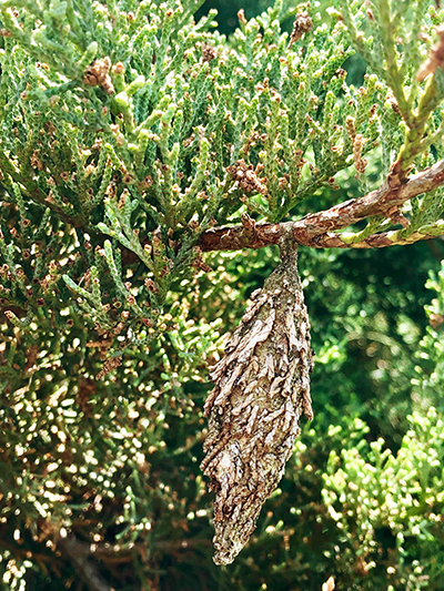A bagworm cocoon on an evergreen.