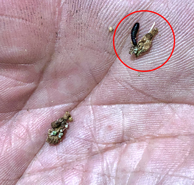 Young bagworm removed from cocoon