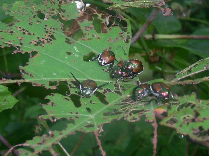 Japanese Beetles feeding on leaves