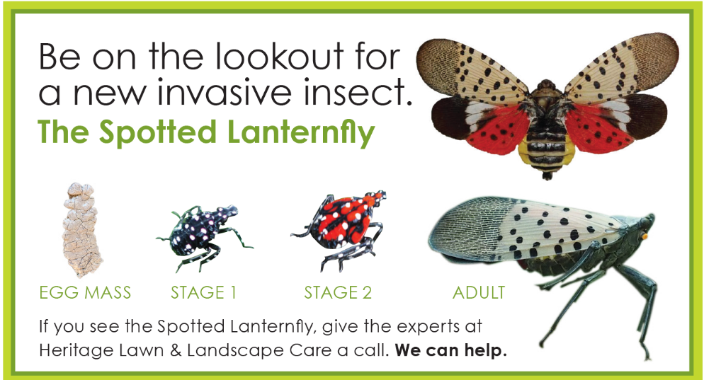 infographic of spotted lanternfly lifecycle