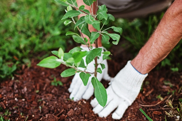 planting a tree at a residence