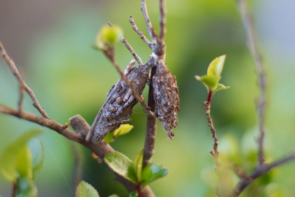 seasonal pests bagworms