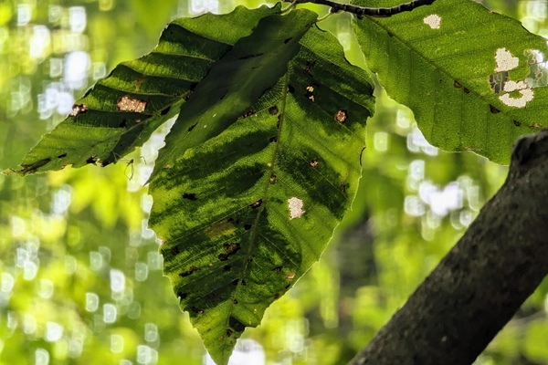 seasonal pests beech leaf disease bld